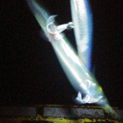 太刀魚、マイワシ、サヨリGET！！