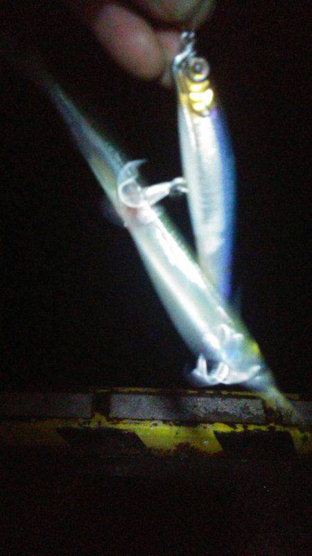 太刀魚、マイワシ、サヨリGET！！