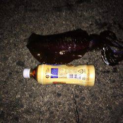 朝まずめ狙いでのアオリイカ