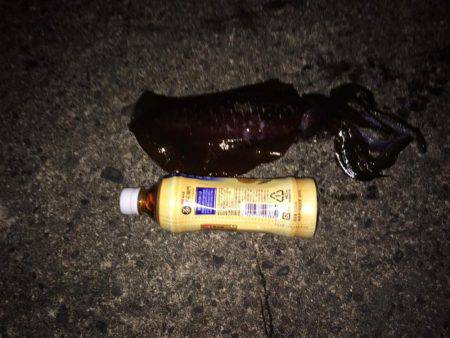 朝まずめ狙いでのアオリイカ