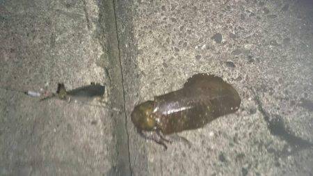 本日も朝まずめ短時間釣行