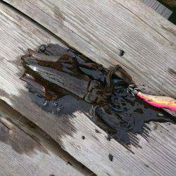 せっかく有給を取ってボートエギングのはずが・・・