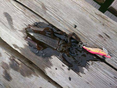 せっかく有給を取ってボートエギングのはずが…