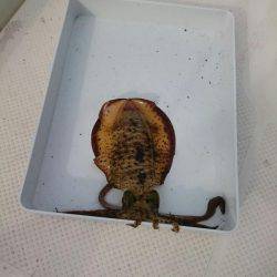 ボートエギングからのサゴシ狙い