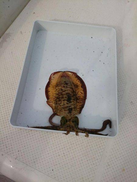 ボートエギングからのサゴシ狙い