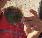 あのキモを求めて