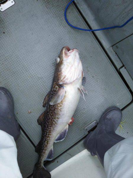 クーラー満タン