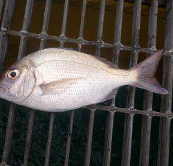 宮津海洋釣り場で良型カワハギ