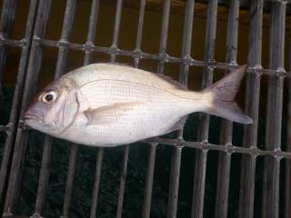 宮津海洋釣り場で良型カワハギ