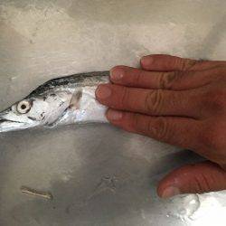 南港魚つり園でタチウオ＆プリプリのマアジ！