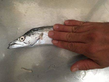 南港魚つり園でタチウオ＆プリプリのマアジ！