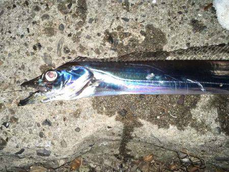 舞洲で良型アジとタチウオ