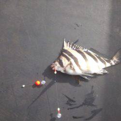 エビ型ワームでアコウ