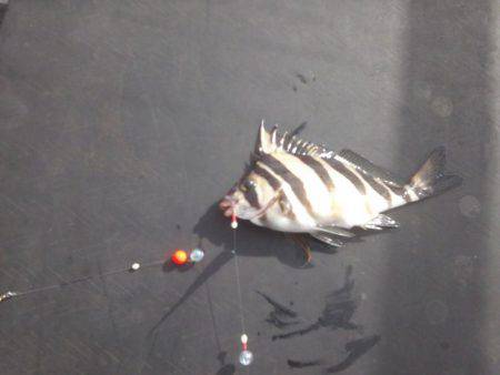 エビ型ワームでアコウ