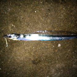 大蔵海岸でタチウオワインド