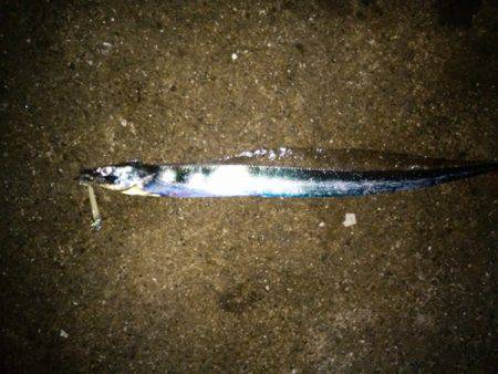 大蔵海岸でタチウオワインド