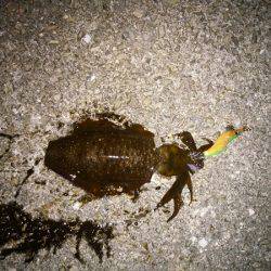 大蔵海岸でエギング