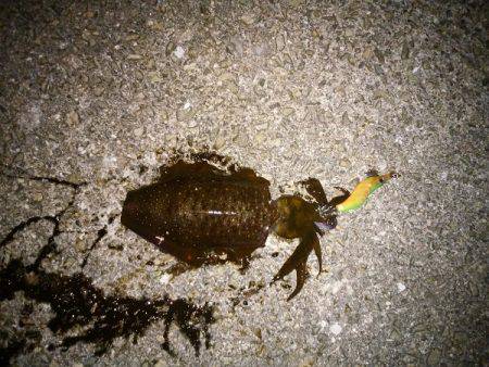 大蔵海岸でエギング