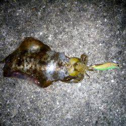 大蔵海岸でエギング