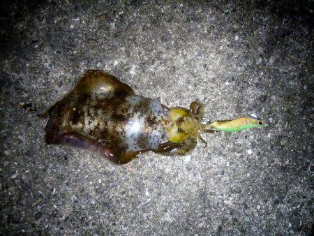 大蔵海岸でエギング