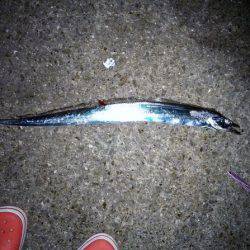 大蔵海岸でタチウオ&サワラ