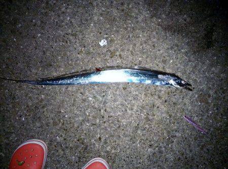 大蔵海岸でタチウオ&サワラ