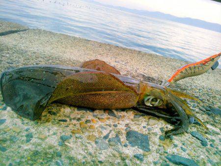 サイズダウン&ゲソカット！