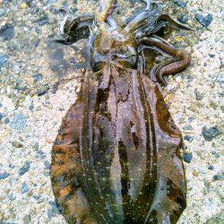 ぶちラッシュ♪