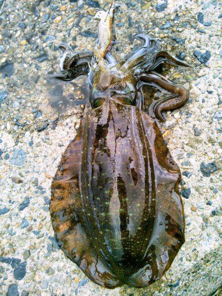 ぶちラッシュ♪