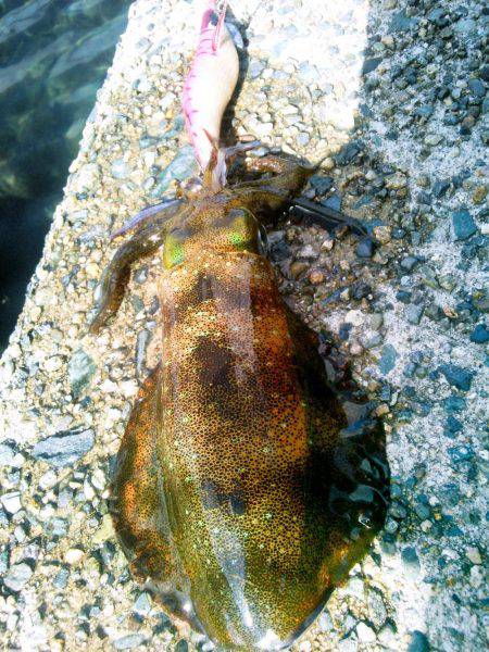 ばば荒れ&強風！