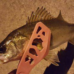 セイゴ釣れてます。