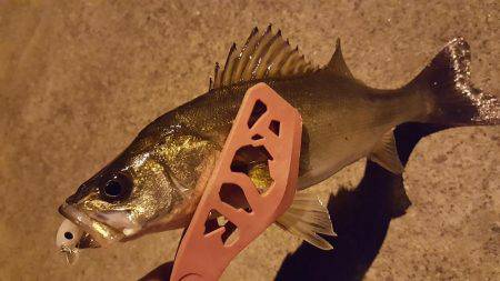 セイゴ釣れてます。