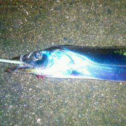 マリーナでタチウオ