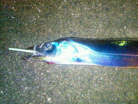 マリーナでタチウオ