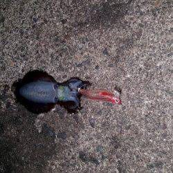 大混雑のなかエギング