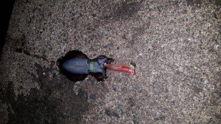 大混雑のなかエギング