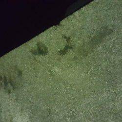 エギング開始5分でゲット