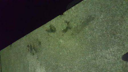 エギング開始5分でゲット