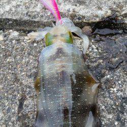 ちょっとエギング