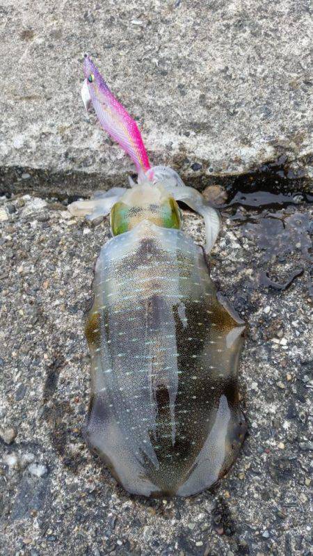 ちょっとエギング