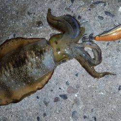 明け方前にエギング！