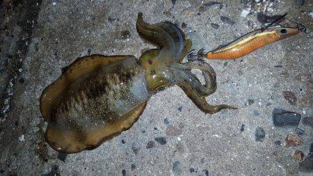 明け方前にエギング！