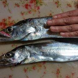 太刀魚ゲッター