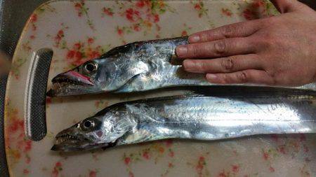 太刀魚ゲッター