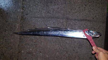 ワインドぶん投げた結果、、、