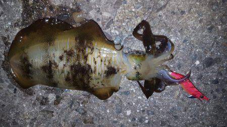 アオリイカ好調