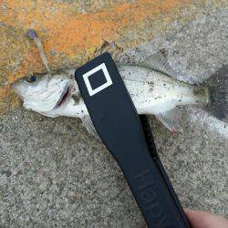 チーバスと夕涼み