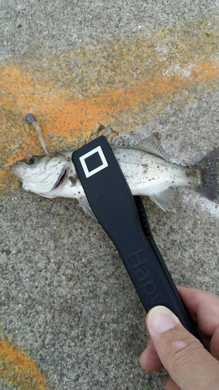 チーバスと夕涼み