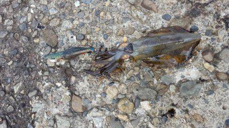 秋アオリが釣りたい　～season2～