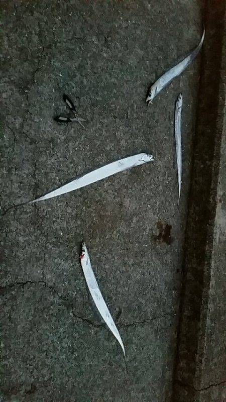 大蔵海岸朝マズメ。タチウオ堅調でした。